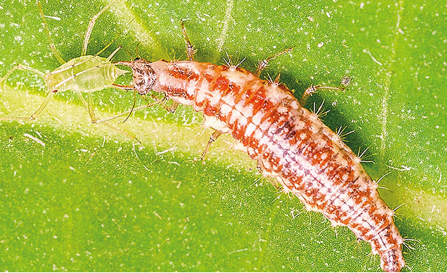 Златоглазка обыкновенная