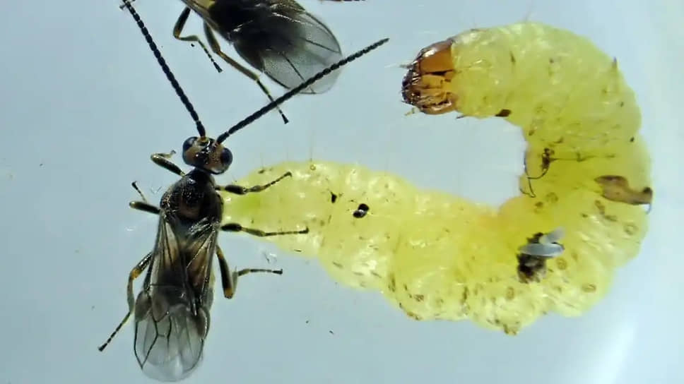 Габробракон хебетор