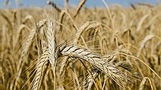 Тюменские биологи расширили возможности мутационной селекции пшеницы