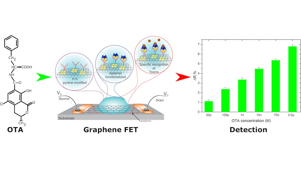 Схема работы сенсора на основе графена. Сенсор (в центре) связывается с молекулой охратоксина А (слева). По изменению сопротивления (справа) можно определить концентрацию токсина.