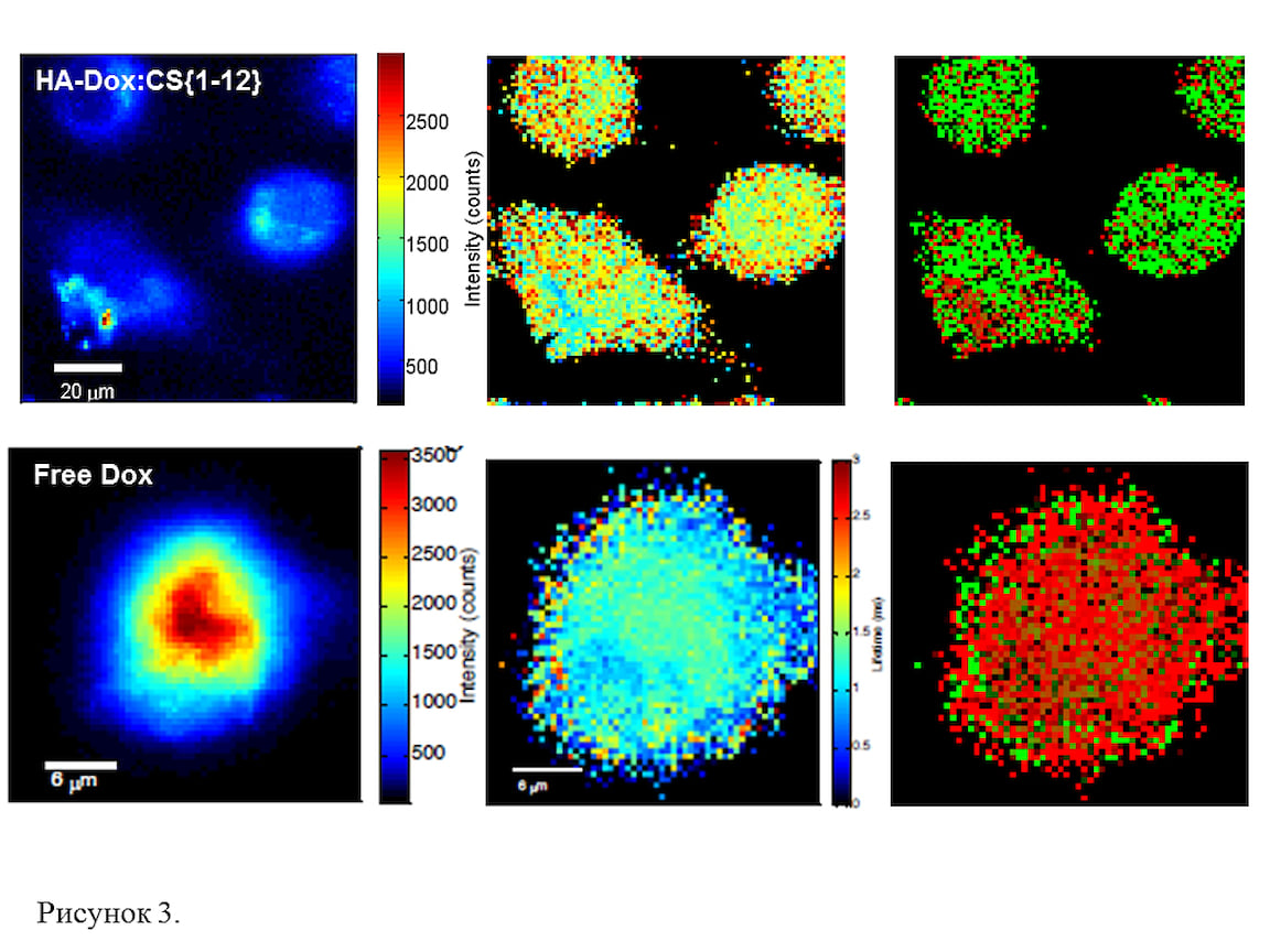 . FLIM-изображения живых раковых клеток, инкубированных с наночастицами (НА-DOX:CS, верхняя панель) и со свободным DOX (нижняя панель) в течение 24 часов