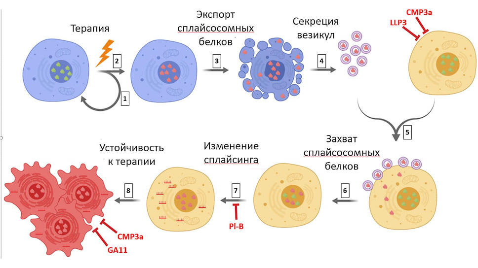 Предположенная модель участия сплайсосомных белков в межклеточной коммуникации  Обозначены опухолевые клетки с различными свойствами а также мишени