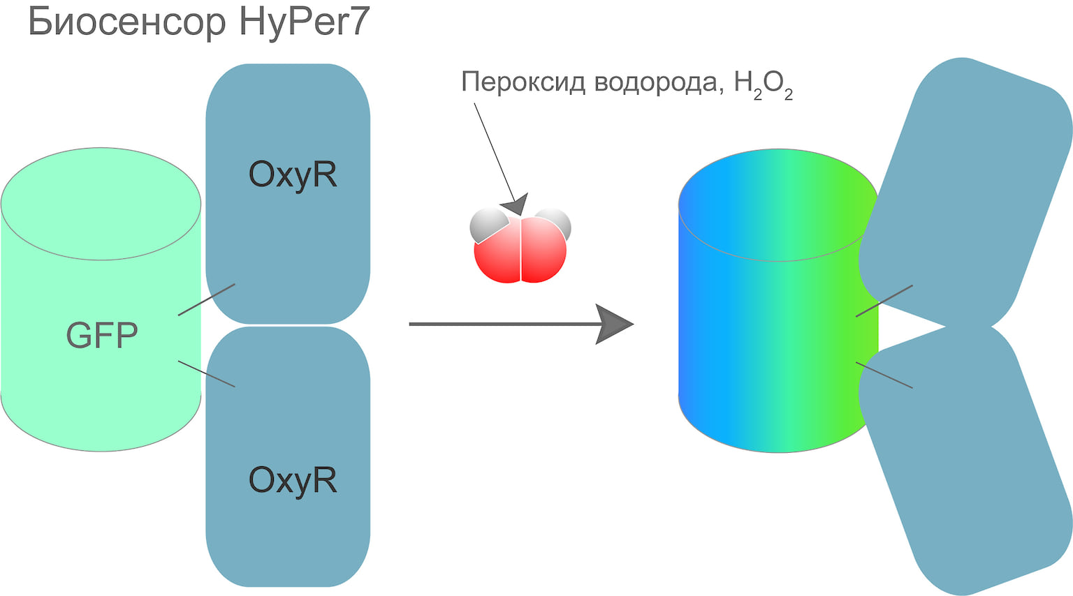 Биосенсор HyPer7 состоит из флуоресцентного белка GFP, сшитого с белком OxyR