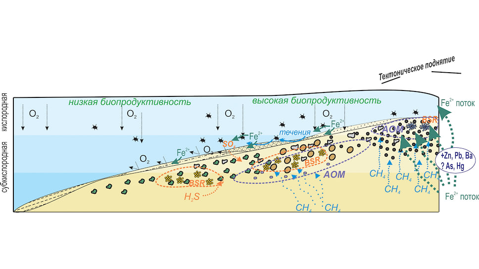 Фрагмент модели формирования Бакчарского месторождения. Общая схема, показывающая физико-химические условия образования железных руд в морской области древнего моря. Гетит образуется при низком уровне моря в прибрежной насыщенной кислородом воде, в то время как лептохлорит (шамозит или бертиерин), сидерит, пирит образуются в морской воде с дефицитом или полным отсутствием кислорода
