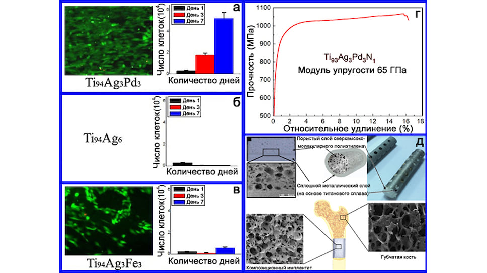Зависимость роста и развития клеточных структур (зеленый цвет) на поверхности исследуемых сплавов от времени их пролиферации (а-в), демонстрация механических свойств наиболее оптимального по составу сплава (г), образцы и устройство предполагаемых к использованию металлополимерных композитных имплантатов (д)