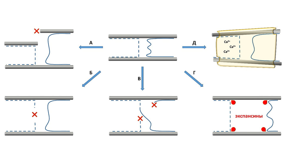 Рисунок 3. Возможные механизмы, обеспечивающие увеличение расстояния между микрофибриллами. Целлюлоза показана серым, гемицеллюлозы — синим. Пектиновый гель изображен только для варианта Д, но подразумевается, что он есть везде. Красные крестики обозначают места разрушения полисахаридов ферментами, красные капли — экспансины, действующие на контакты между целлюлозой и гемицеллюлозами