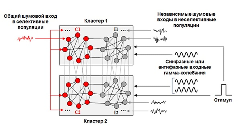 Рис. 1. Распределенная модель рабочей памяти. Кружками обозначены популяции нейронов, линии между ними — симметричные возбуждающие связи. Красные популяции (селективные) получают на вход общий шумовой сигнал, серые (неселективные) — независимые шумовые сигналы. Популяции сгруппированы в два кластера, получающих на вход синфазные или антифазные гамма-колебания. Стимул для запоминания подается на вход всех популяций