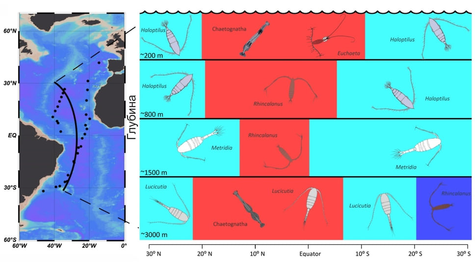 Карта глубоководных станций (слева) и основные типы зоопланктонных сообществ в зависимости от глубины и географического положения (справа). Сообщества маркированы изображениями доминирующих групп зоопланктона