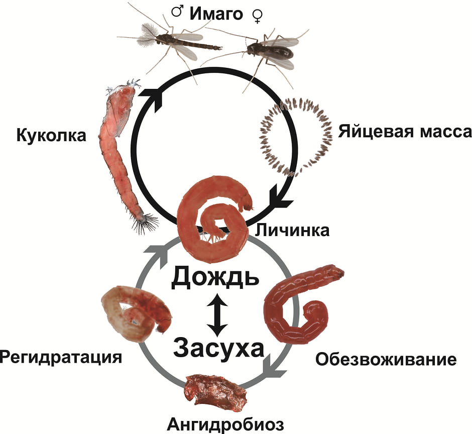 Схема выживания комаров в условиях засухи