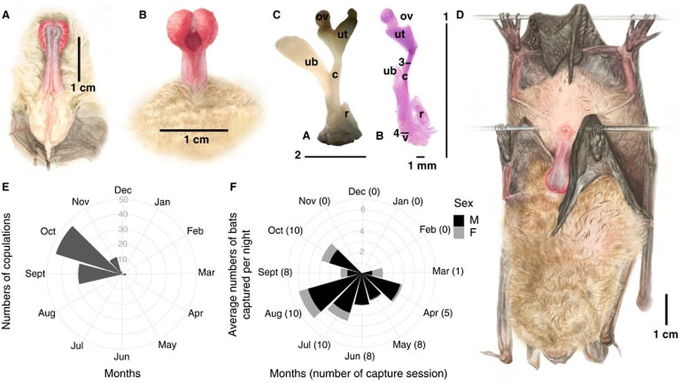 Mouse Model of Surgically-induced Endometriosis by Auto-transplantation of Uterine Tissue - JoVE