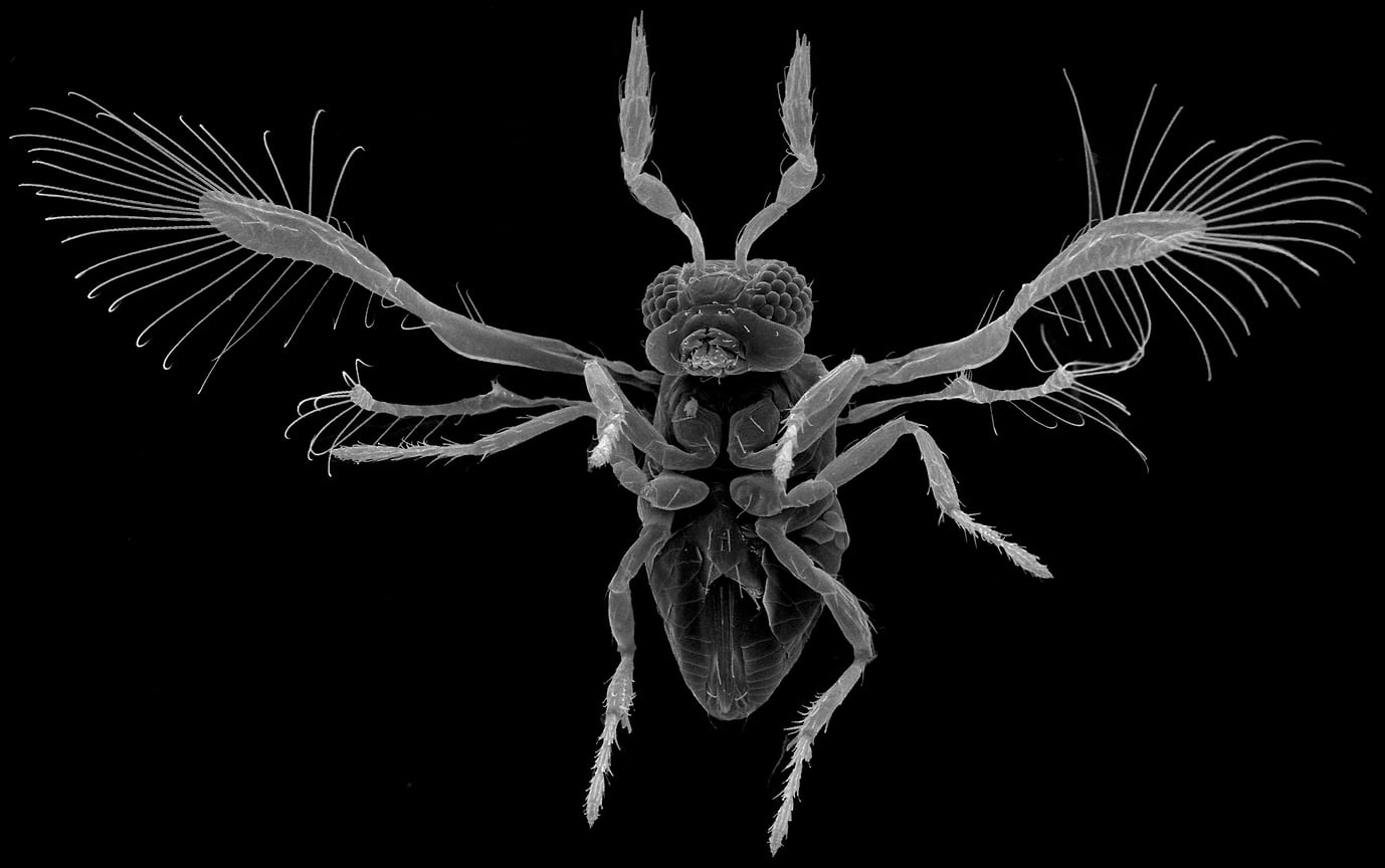 Наездник-яйцеед Megaphragma viggianii. Одно из мельчайших насекомых (длина тела 0,25 мм). Сканирующая электронная микроскопия