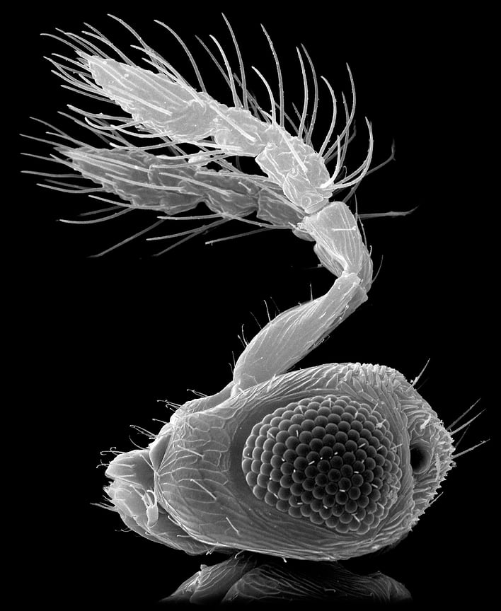 Портрет наездника-яйцееда Trichogramma telengai. Сканирующая электронная микроскопия