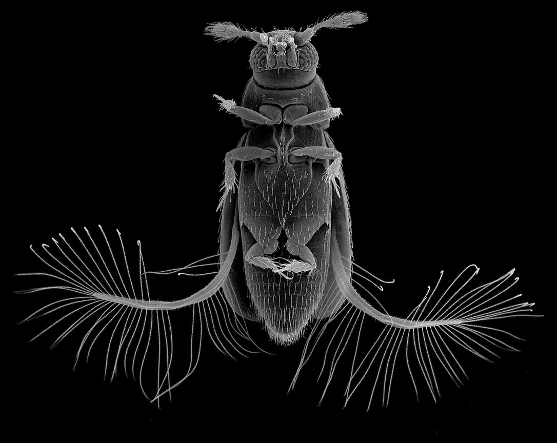 Жук перокрылка Paratuposa placentis с расправленными крыльями. Одно из мельчайших свободноживущих насекомых (длина тела 0,35 мм). Сканирующая электронная микроскопия