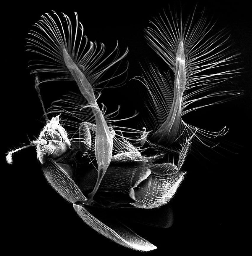 Жук перокрылка Acrotrichis montandoni с расправленными крыльями. Сканирующая электронная микроскопия