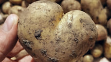 Лузга гречихи и свекольная меласса повысят урожайность картофеля