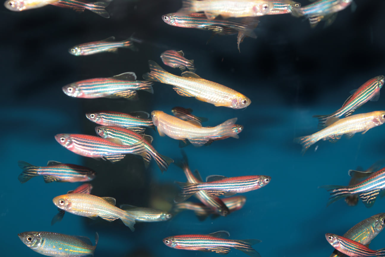 Рыбы зебраданио (zebrafish, Danio rerio)