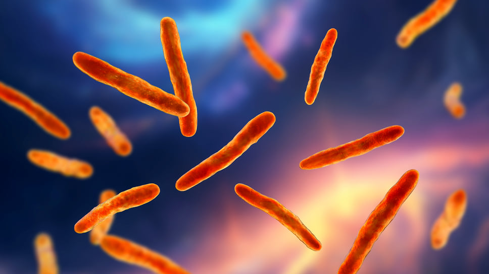 Бактерии Mycobacterium bovis, компьютерная иллюстрация