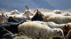 Козы против базедовой болезни