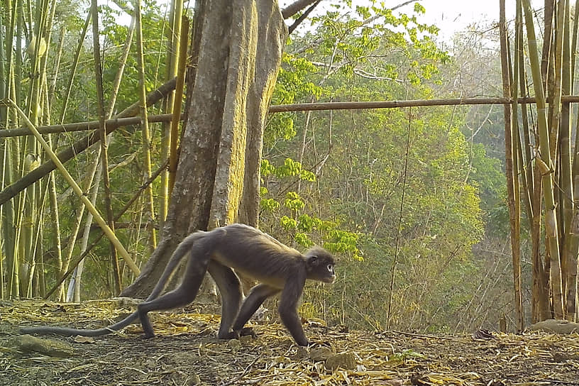 Лангур Поупа — примат вида Trachypithecus popa