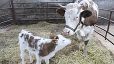 В России впервые получили потомство от клонированной коровы