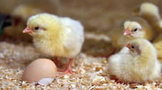 Россельхознадзор разрешил импорт инкубационных яиц с шести предприятий Турции