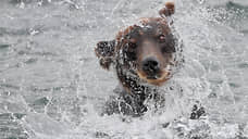 Режим повышенной готовности ввели в Красноярске из-за появления медведей