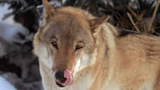 В Забайкалье популяция волков превысила норму в 3,5 раза