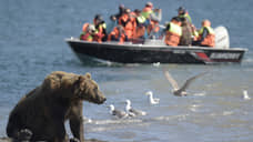 В Забайкалье намерены отстреливать медведей, выходящих к людям из-за пожаров