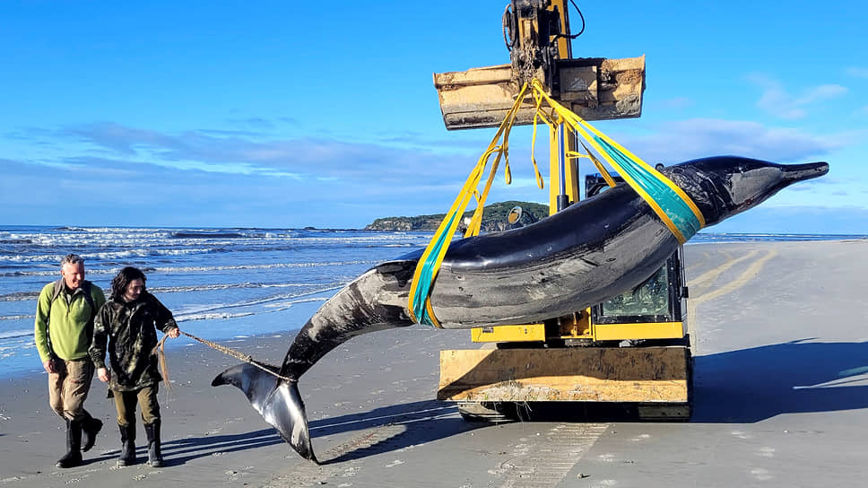 На пляж в Новой Зеландии выбросился редчайший кит-ремнезуб