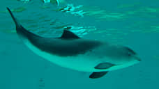 В Черном море из-за вирусной инфекции умирают дельфины-азовки