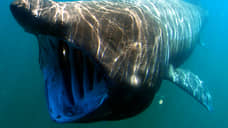 Исследователи засняли момент столкновения исполинской акулы с лодкой