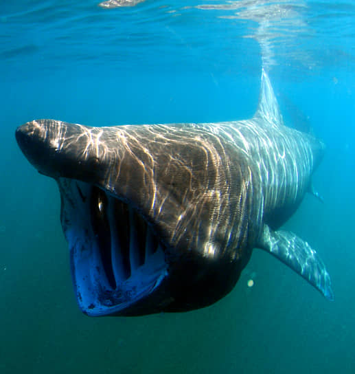 Исполинская (гигантская) акула