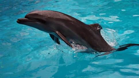 Google поможет пообщаться с дельфинами с помощью ИИ