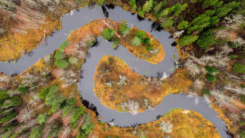 В 2024 году в мире было уничтожено рекордное количество лесов