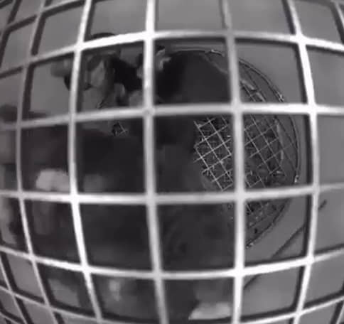 «Роскосмос» показал видео с мышами в невесомости
