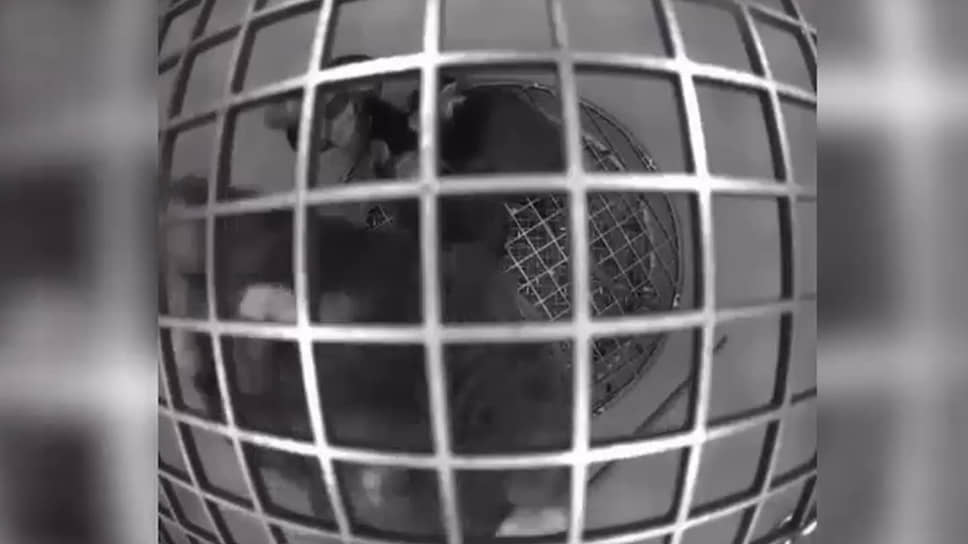 «Роскосмос» показал видео с мышами в невесомости