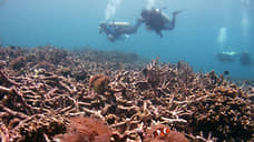 Guardian: Земля достигла точки невозврата из-за гибели кораллов