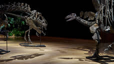 Скелеты трех динозавров стоимостью 12,3 млн фунтов изъяли в Лондоне