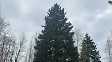 Главной новогодней елью России выбрали вековое дерево из-под Рузы