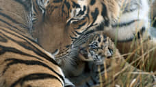 Россия поможет Казахстану восстановить популяцию амурского тигра