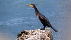 Глава Бурятии поручил «хоть беспилотниками гонять» расплодившихся бакланов