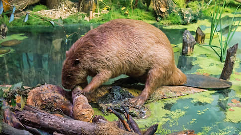 Человек уступил бобрам в моногамности