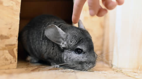 Суд в Москве запретил оборот шиншилл в интернете