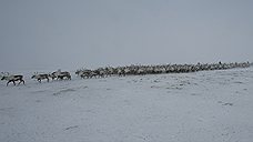 Впряженные в оленя