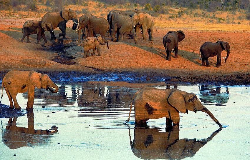 Человек выдавливает животных из традиционных для них мест обитания, и, возможно, скоро мы не сможем наблюдать такие идиллические картинки (на фото -- слоны в национальном парке в Зимбабве) 
