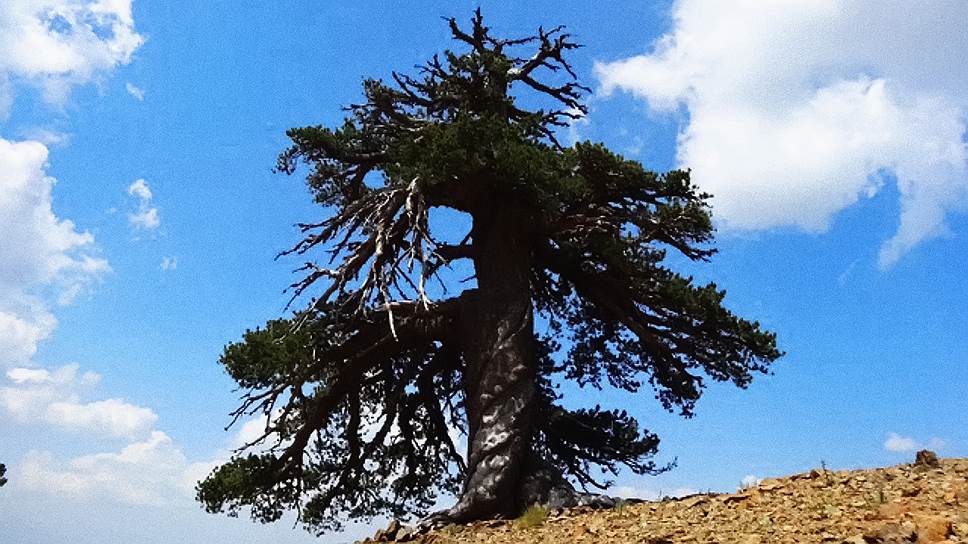 Адонис, найденный учеными, безусловно, долгожитель, однако в мире известны деревья и постарше