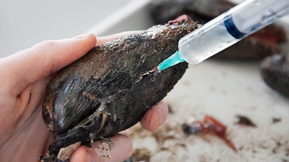 Как российские ученые нашли моллюска-диагноста