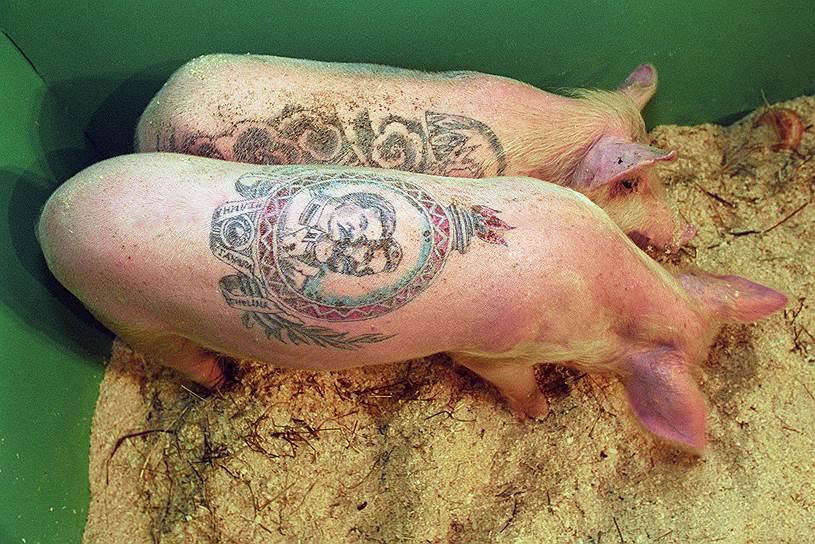 Тату — не просто искусство, это арт. Презентация татуированных свиней в галерее «Риджина» 