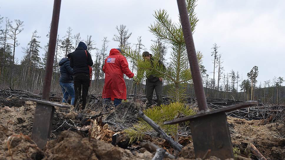 Эта сосенка уже успела подрасти. Ее посадили несколько лет назад