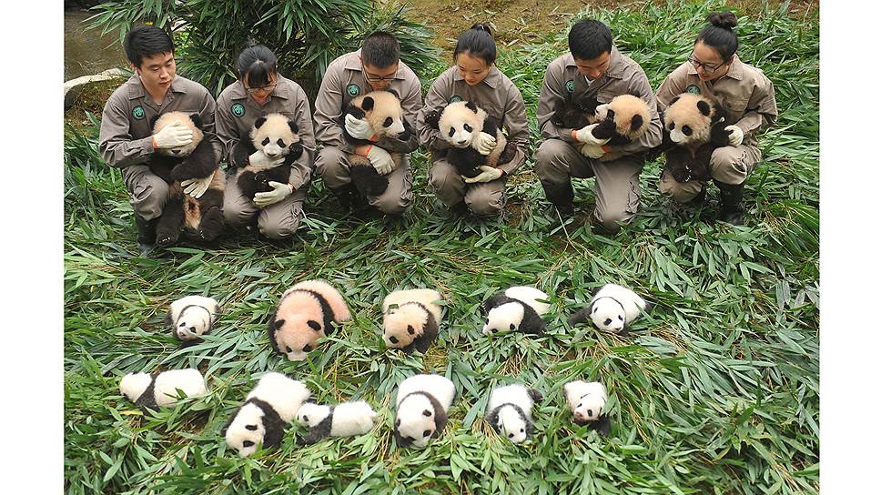 Большая панда, или медведь-кошка, как ее называют китайцы — один из главных символов Поднебесной. Более 80 процентов всех панд живут в провинции Сычуань. Они встречаются как в дикой природе, так и в различных питомниках и заповедниках